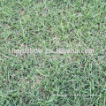 Good quality Bermuda grass seeds for planting